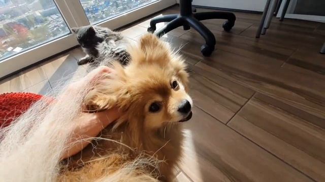 Как Бася и Рыся готовятся к лету!