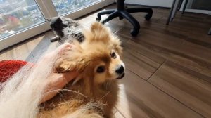 Как Бася и Рыся готовятся к лету!