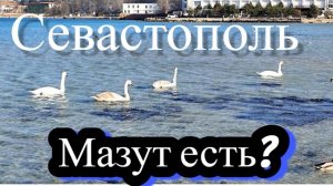Мазут на пляжах Севастополя? Идём смотреть! Ты с нами?
