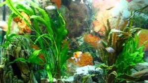 Аквариум... был....