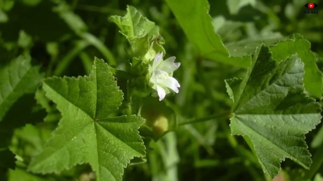 Həkimlərin belə Bilmədiyi ŞƏFALI OT - Sağaltmadığı Xəstəlik Yoxdur смотреть онлайн