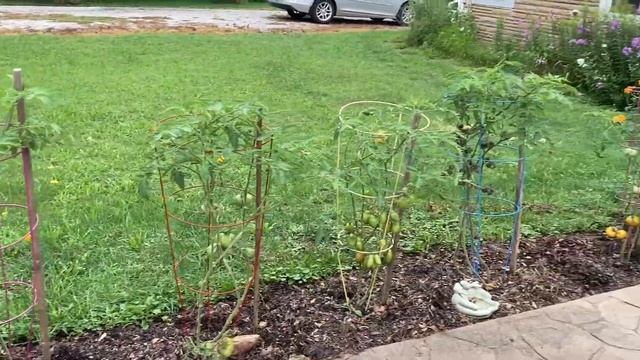 GROWING TOMATOES guide: BAKER CREEK tomatoes HEIRLOOM TOMATOES & HYBRID TOMATOES.