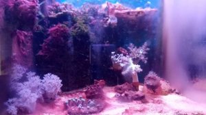 МА Проблемы с морским аквариумом.