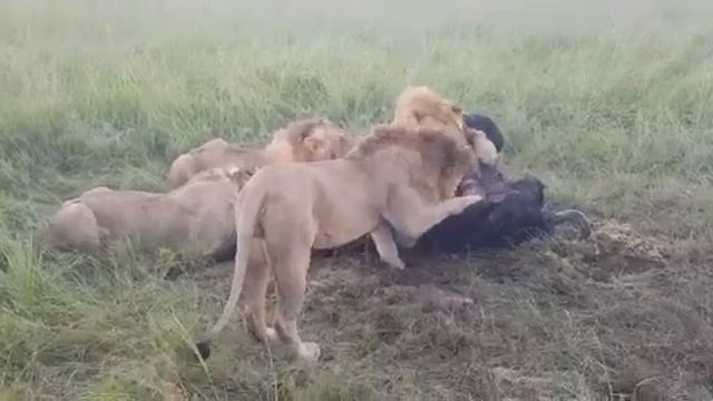 Maasai Mara. Kenya 🇰🇪