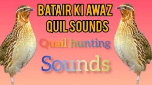 бедана bedana sayrashi Quail sounds Batair Ki Awaz بٹیروں کی آواز