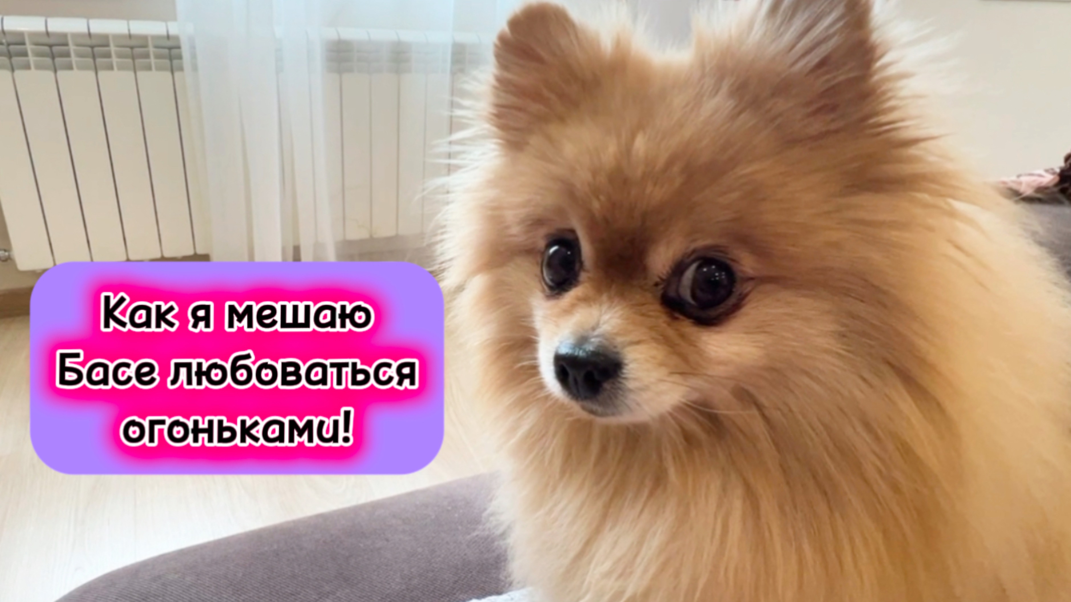 Как я мешаю Басе любоваться огоньками!