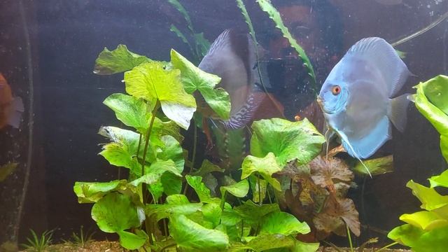 Применение хлорамина в общем аквариуме с живыми расстениями#дискусы#хлорамин#холамид#буднидискуса смотреть онлайн