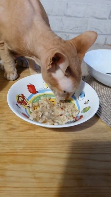 Мико и геркулес с бананом  ❤️ #котейка #котики #корнишрекс  #рыжийкорниш