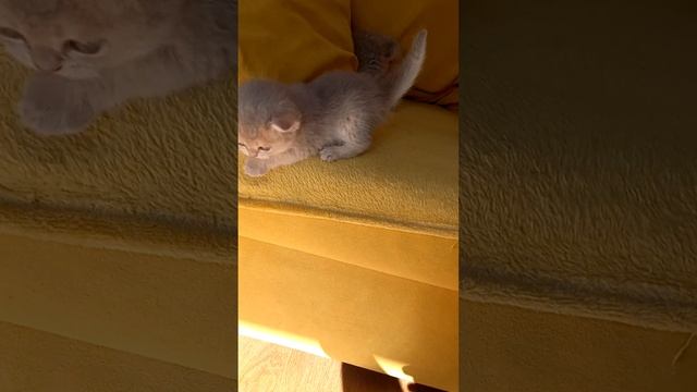 Шотландская прямоухая, клубные породистые котята в окрасе золото и голубое золото.