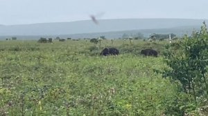 естественный отбор