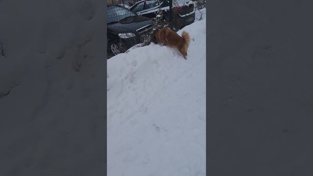 потеплело можно покувыркаться хитропопой красотке