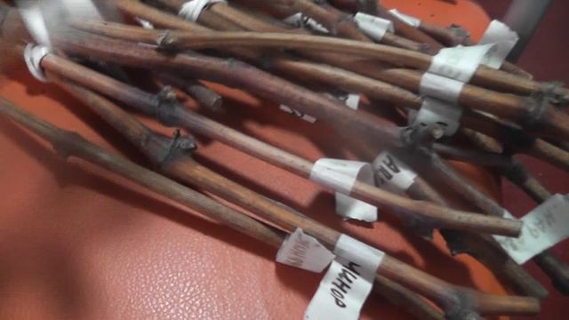 Посылка от Максима Галагуцкого с черенками винограда. . Обзор смотреть онлайн