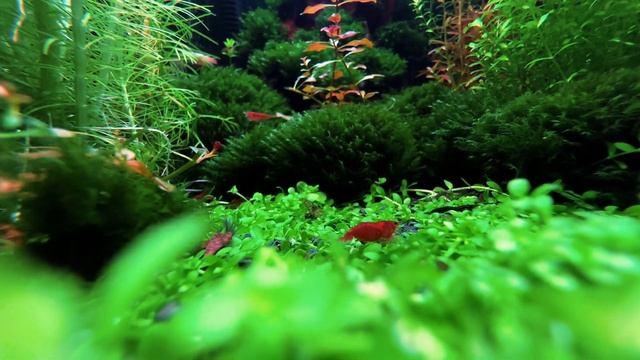 25 Nisan 2024 aquarium, aquarium4k, aquarium plant, akvarium, akvarium bitki, смотреть онлайн