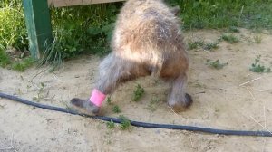 Сенечка на прогулке