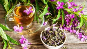 Кипрей. Заготовка Иван-чая.