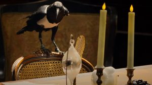 Тестируем Самую Умную Ворону в Мире