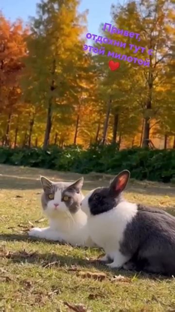 #котики #милыевидео #отдых #кот #коты #маленькийкотик #милота #милыекотята #кролик