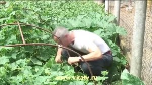 Доктор Попов  лечение геморроя живым огурцом. Полное видео.