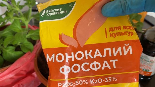 ПЕРЕСАДКА, ПРИЩИПЫВАНИЕ, ПОДКОРМКА И ЧЕРЕНКОВАНИЕ ПЕТУНИИ.