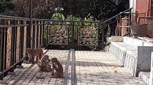 NaughtyMonkeys(Yong natatakot ka habang kumukuha nang Videos😅🤣)monkeys