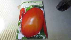 Томат "Хайпил 108 F1": Гибрид от Садовит для теплиц | Обзор и особенности выращивания