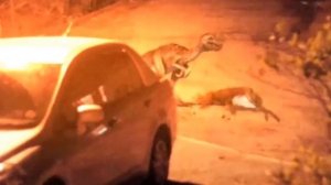 5 гигантских существ снятых на камеру