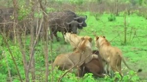 Буйволы убили льва|Буйволы отомстили за телёнка.