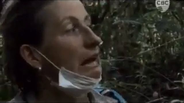 Видео про обезьян. Шимпанзе
