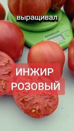 Этот сорт Томата шикарный. Урожаем завалит