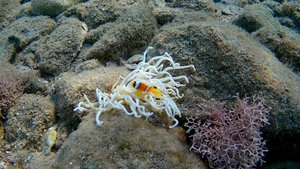 Храбрый клоун.