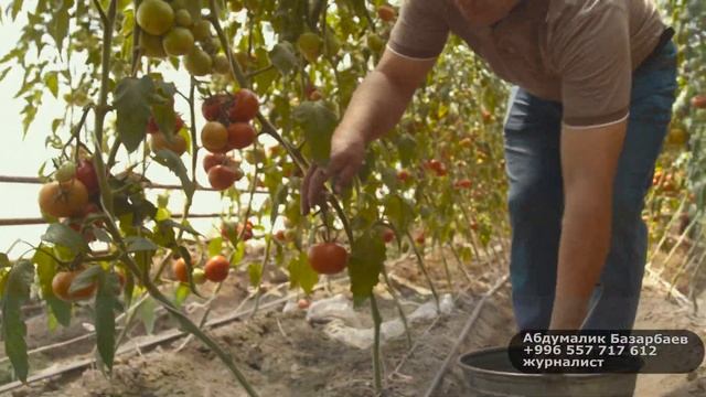 20 сотых күнөсканадан 10 ТОННА ПОМИДОР АЛГАН ДЫЙКАН смотреть онлайн