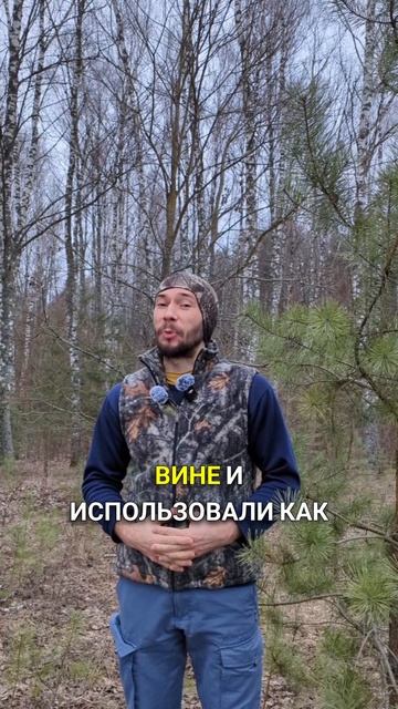 Трава-загадка для почек и суставов