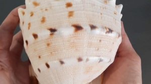 Продажа Большая морская ракушка/раковина Кассис Корнута Cassis hamata, Cassis labiata