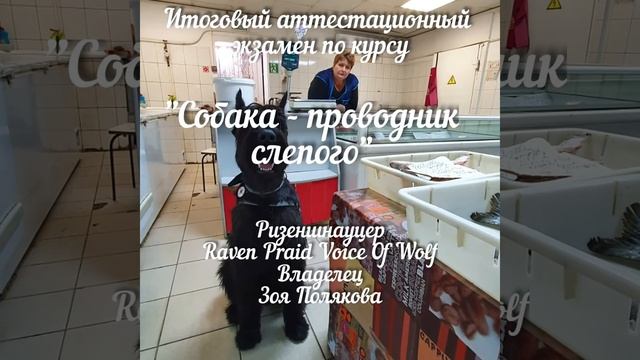 Ризеншнауцер Войс(Полякова) служебная собака -проводник слепого  Владивосток