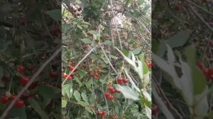 Ферментация листьев вишни. Сушка🥰 вкусная добавка к чаю ☕