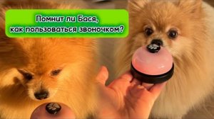 Помнит ли Бася, как пользоваться звоночком?