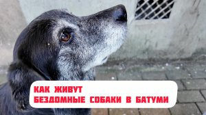 Город счастливых собак - Батуми. Снимаем на видео всех собак, которые встречаются на набережной.