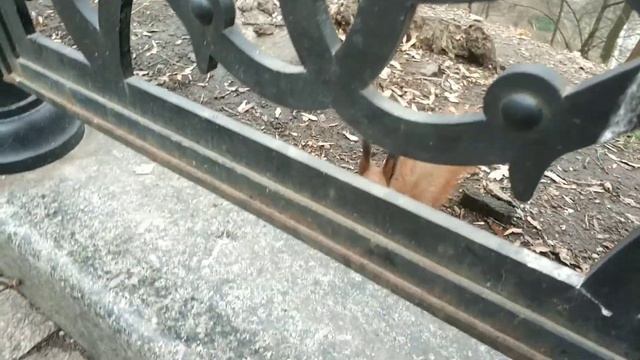 Рыжие (пока что) пушистики крупным планом смотреть онлайн