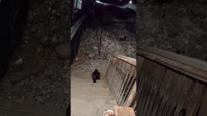 лисёнок Лёлик и Кошка Мурка