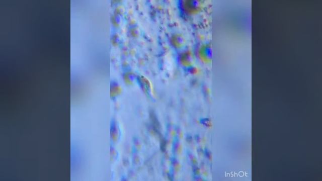 По-моему это litonotus смотреть онлайн