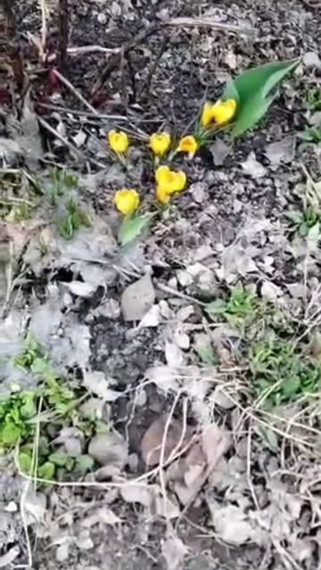 Весенние цветы