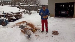 Пилю дрова на кружки для разделочных досок.