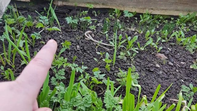 Лук- слизун в апреле! смотреть онлайн