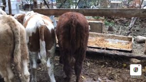 DAXSHAT NASILDOR BUZOQLAR SOTILADI💵 | Белый голов порода