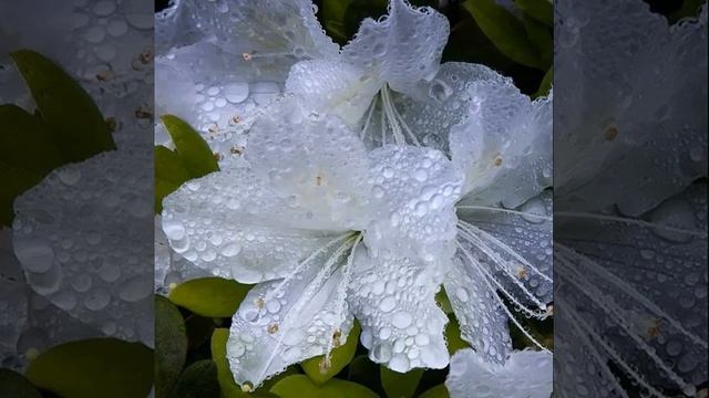 Selfie. The Argument About Flowers смотреть онлайн
