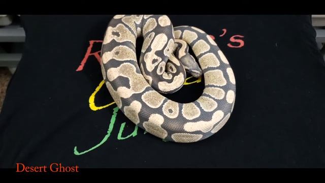 Breeder Males & Shout Outs смотреть онлайн