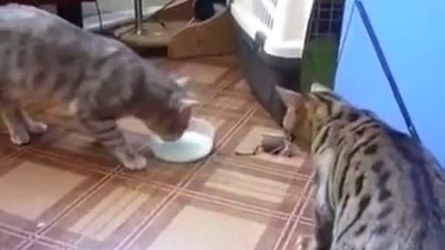 Котики блин смотреть онлайн