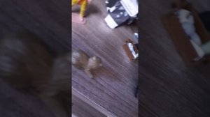 план. что можно зделать с сестрой королевой