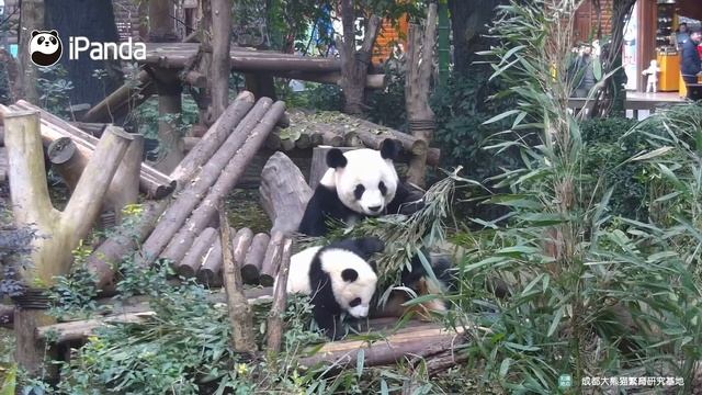 Mommy Flipped Baby Panda Onto The Ground While Eating | iPanda смотреть онлайн