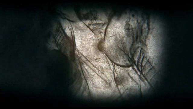 CAMERA OBSCURA - music by Phamie Gow смотреть онлайн